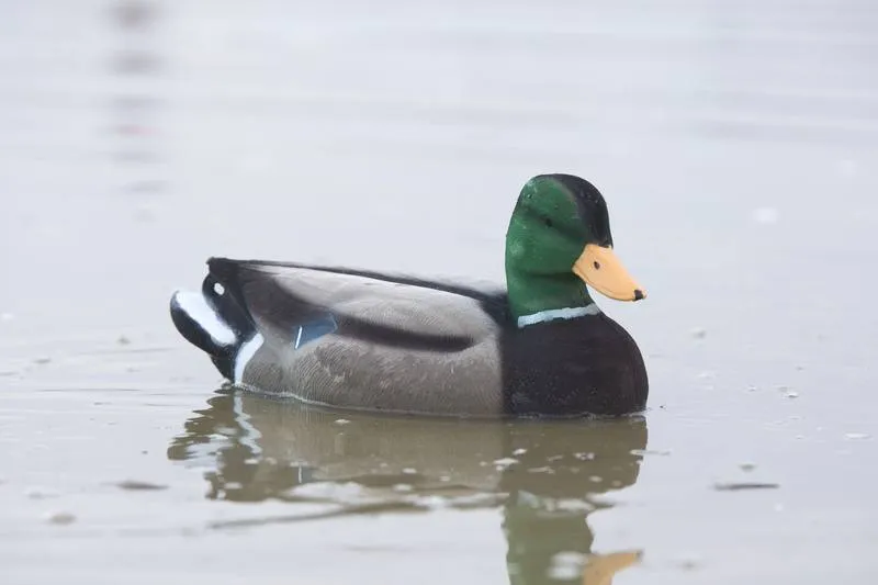 Game On Full-Size Flocked Mallard Decoy Family Pack: 8 Hens & 4 Drakes