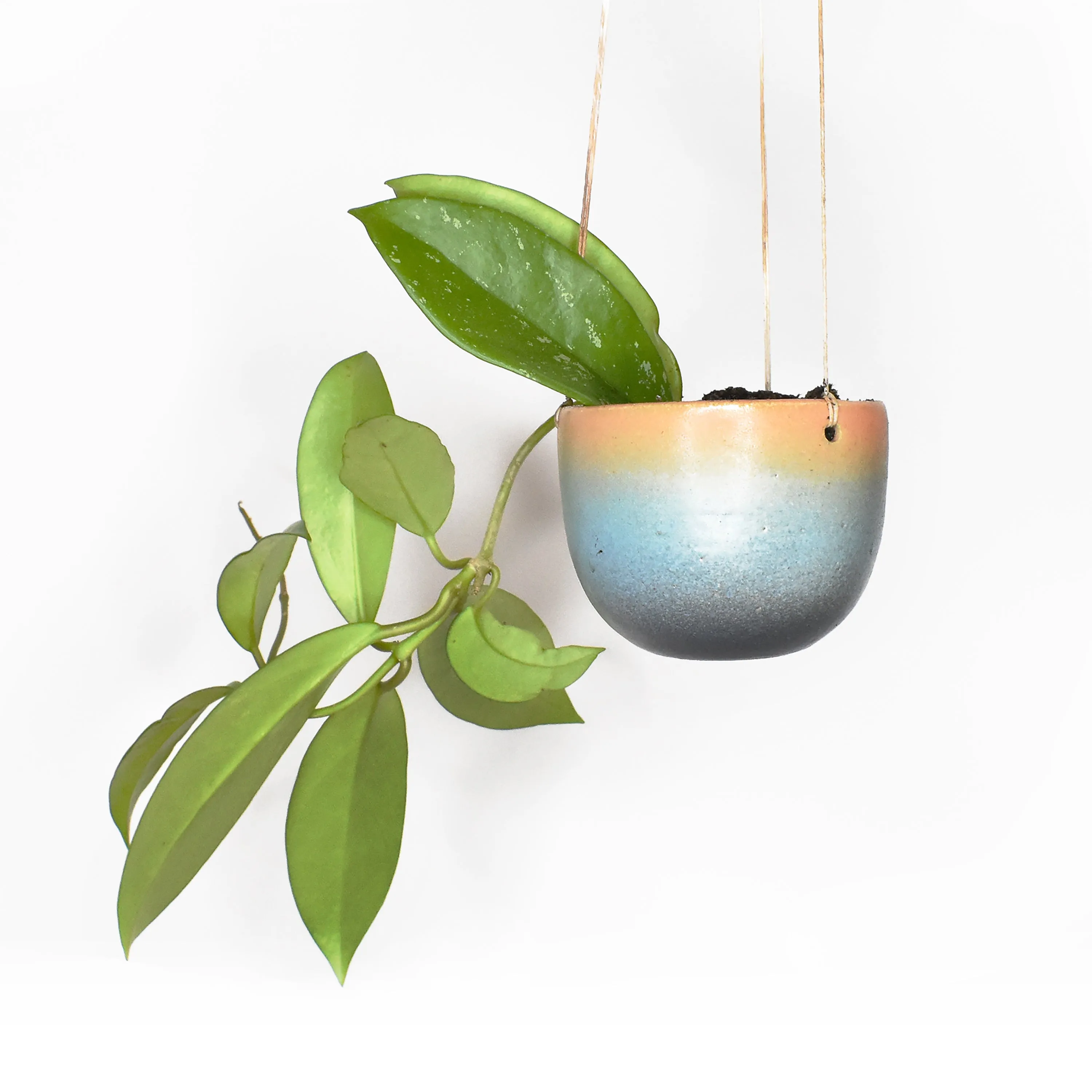 Hanging Planters - Carol Joo Lee