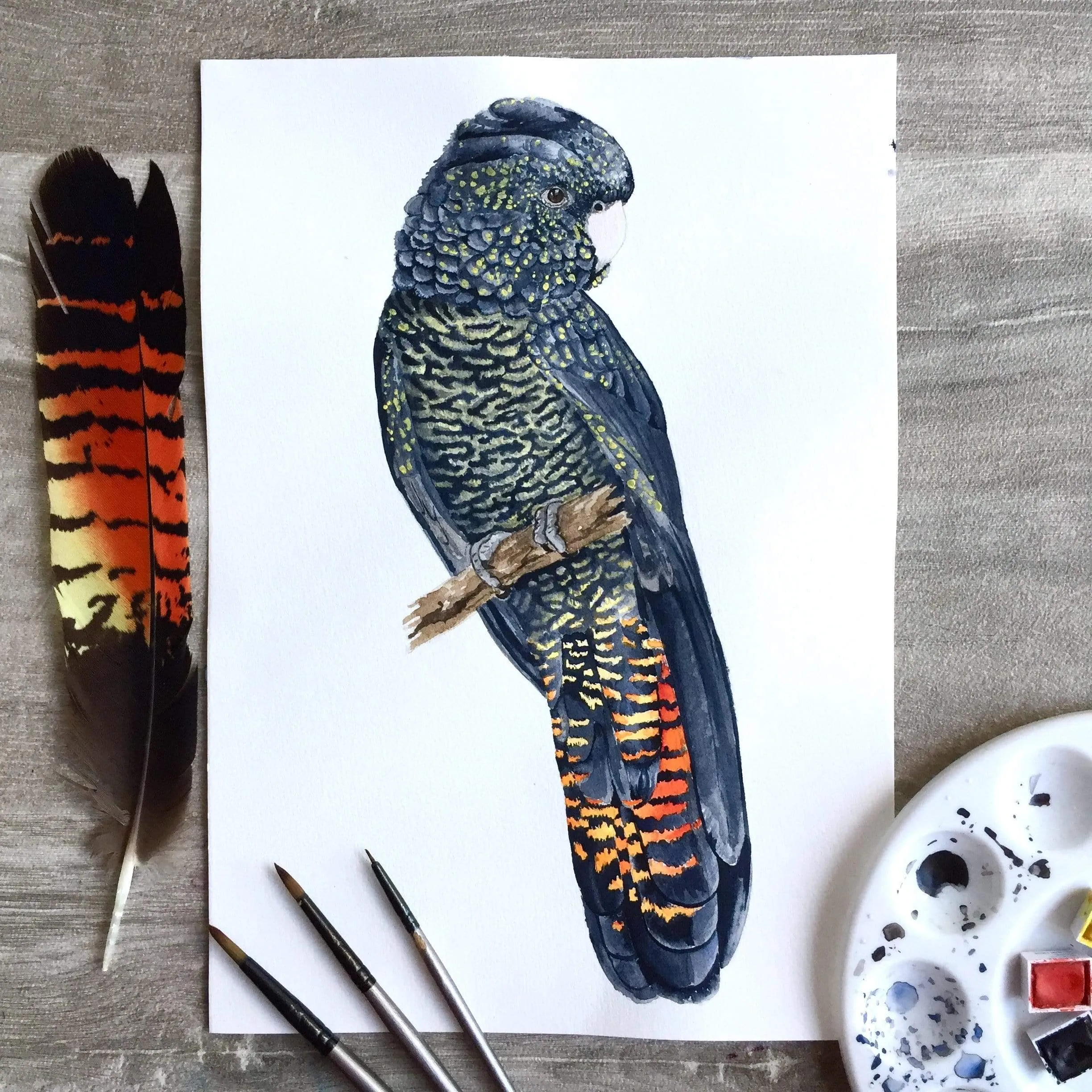 Red Tailed Black Cockatoo Female Art Print